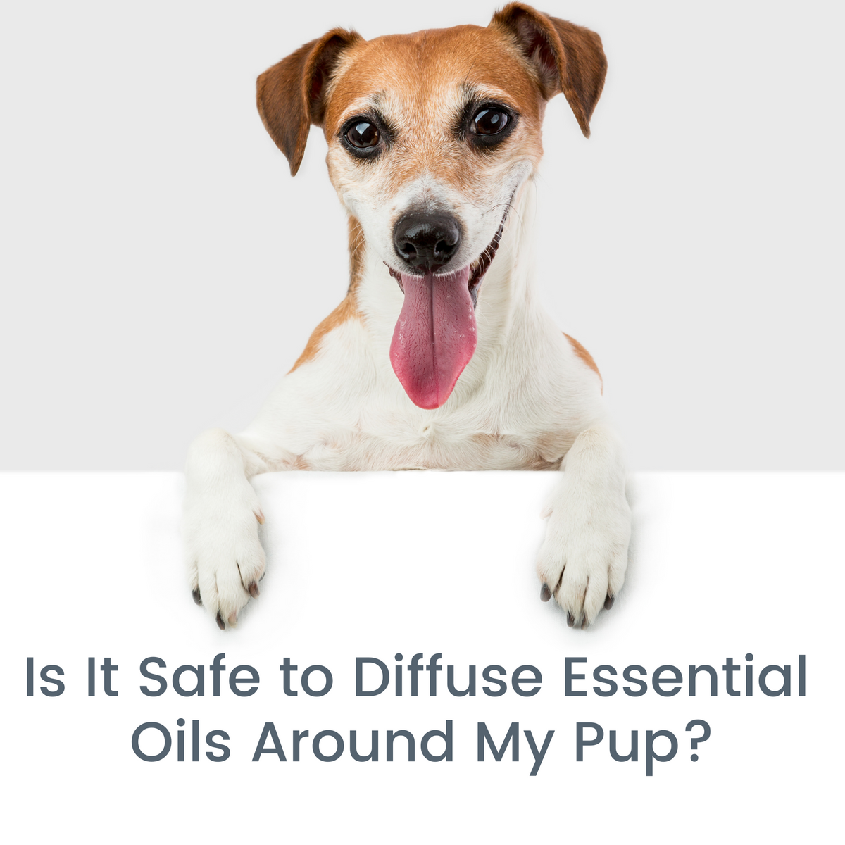Is it Safe to Diffuse Essential Oils Around My Pup? Comfy Cozy Pooch