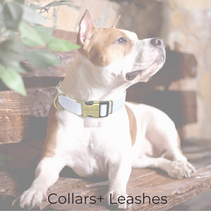 Comfy Collars + Leashes